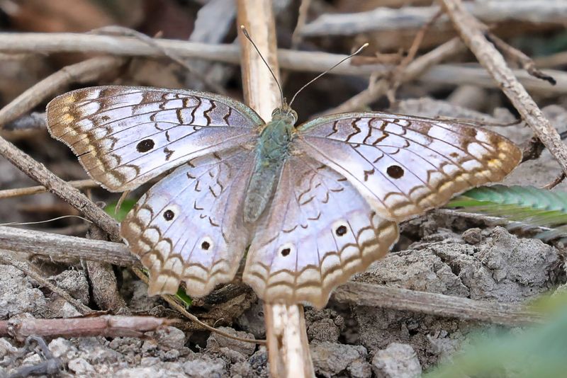White Peacock