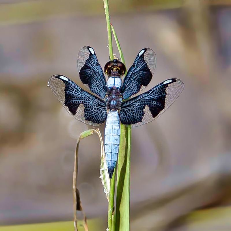 Dragonflies