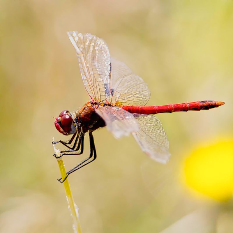 Red-veined Darter