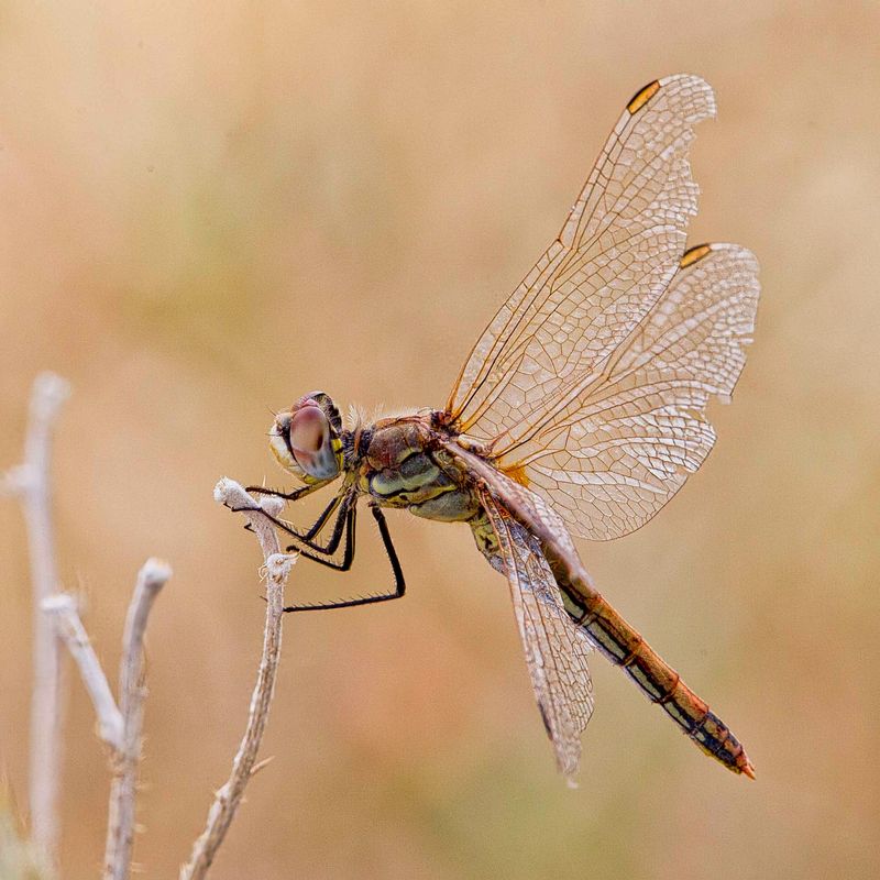 Red-veined Darter