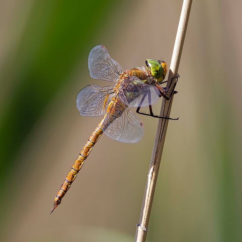 Dragonflies