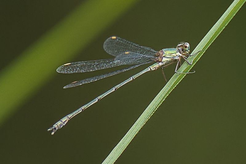 Dragonflies