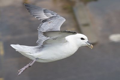 Fulmar