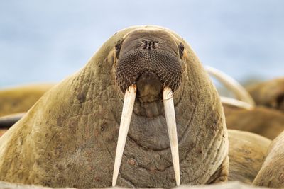Arctic Birds & Mammals 