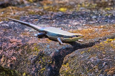 Reptiles & Amphibians of Sri Lanka