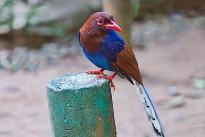 Birdlife Sri Lanka