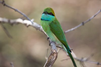 Birdlife Sri Lanka