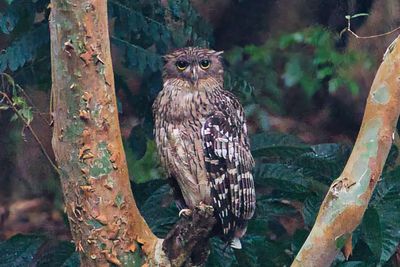 Birdlife Sri Lanka