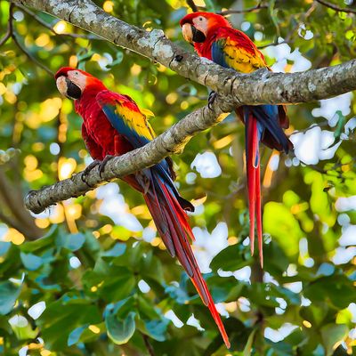 Birds of Costa Rica