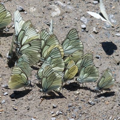  Butterflies