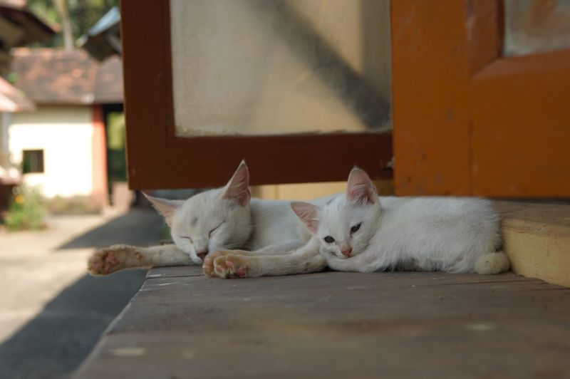 DSC_0100.jpg