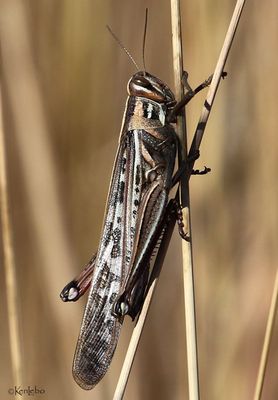 American Bird Grasshopper