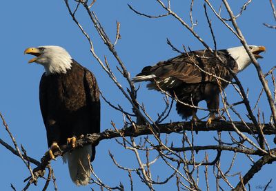 Bald Eagle