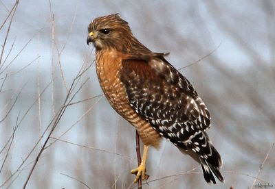 Red-shouldered Hawk