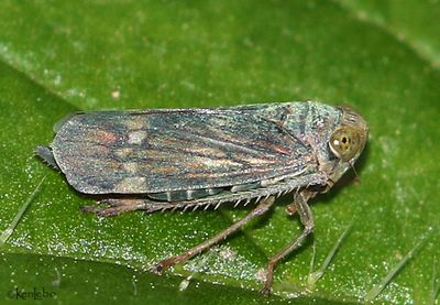 Leafhopper - Jikradia olitoria