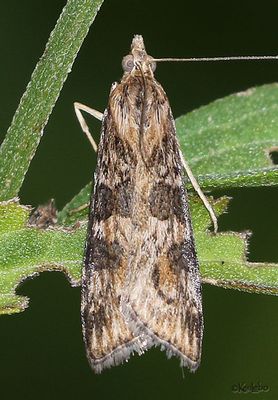 Lucerne Moth Nomophila nearctica #5156