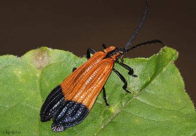 Net-winged Beetle Calopteron terminale