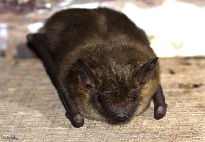 Big Brown Bat