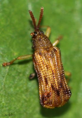 Leaf Beetle - Sumitrosis
