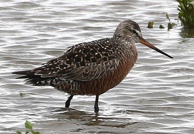 Hudsonian Godwit