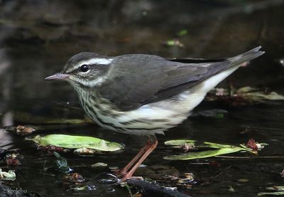 Louisiana Waterthrush