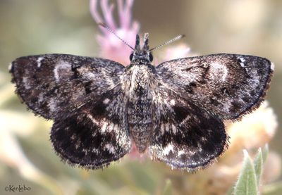 Saltmarsh MacNeill's Sootywing