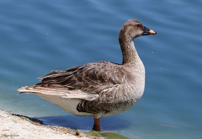 Tundra Bean-Goose