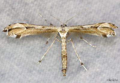 Wormwood Plume Moth Oidaematophorus grisescens #6171