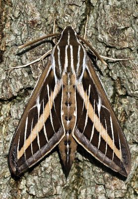 White-lined Sphinx Hyles lineata #7894