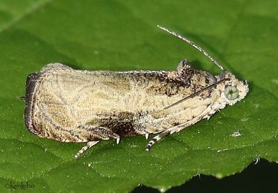 Woolly-backed Moth Olethreutes furfuranum #2776