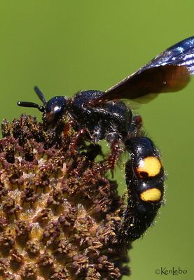 Noble Scoliid Wasp Scolia nobilitata