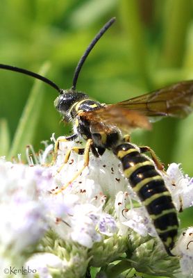 Five-banded Thynnid Wasp Myzinum quinquecinctum