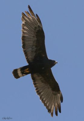 Zone-tailed Hawk