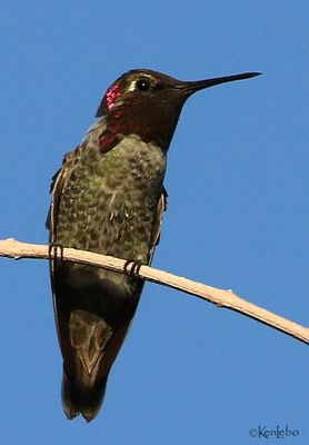 Annas Hummingbird