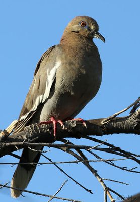 White-winged Dove