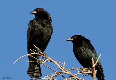 Bronzed Cowbird