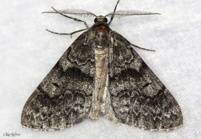 moths 4 Geometers 6076 - 7181