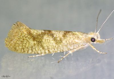 Ypsolopha querciella #2390