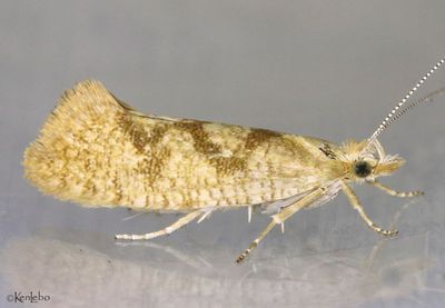 Ypsolopha querciella #2390