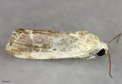 Ponometia fasciatella #9102