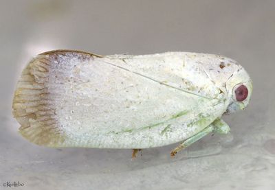 planthopper - Flatormenis saucia