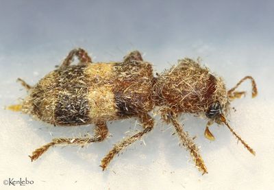 Checkered Beetle Enoclerus quadrisignatus