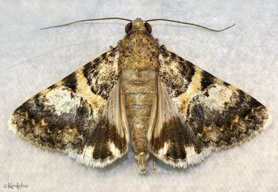 moths 6 Tussock 8033 - 8879