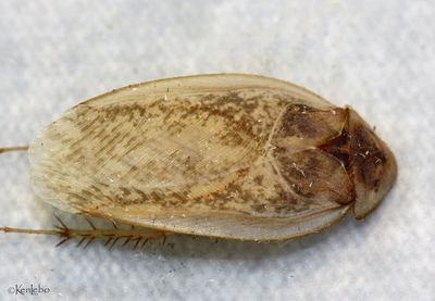 Desert Roach Arenivaga investigata