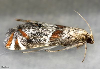 moths 3 Pyralids 4618 - 6075