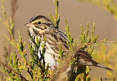 Savannah Sparrow