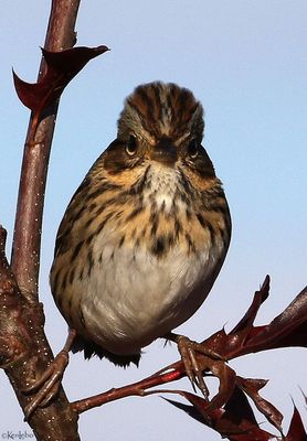 Lincoln's Sparrow