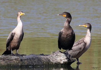 Double-crested Cormorant