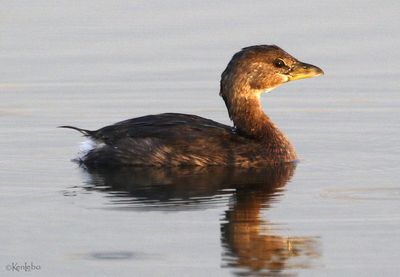 Pied-billed Grebe