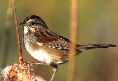 Swamp Sparrow